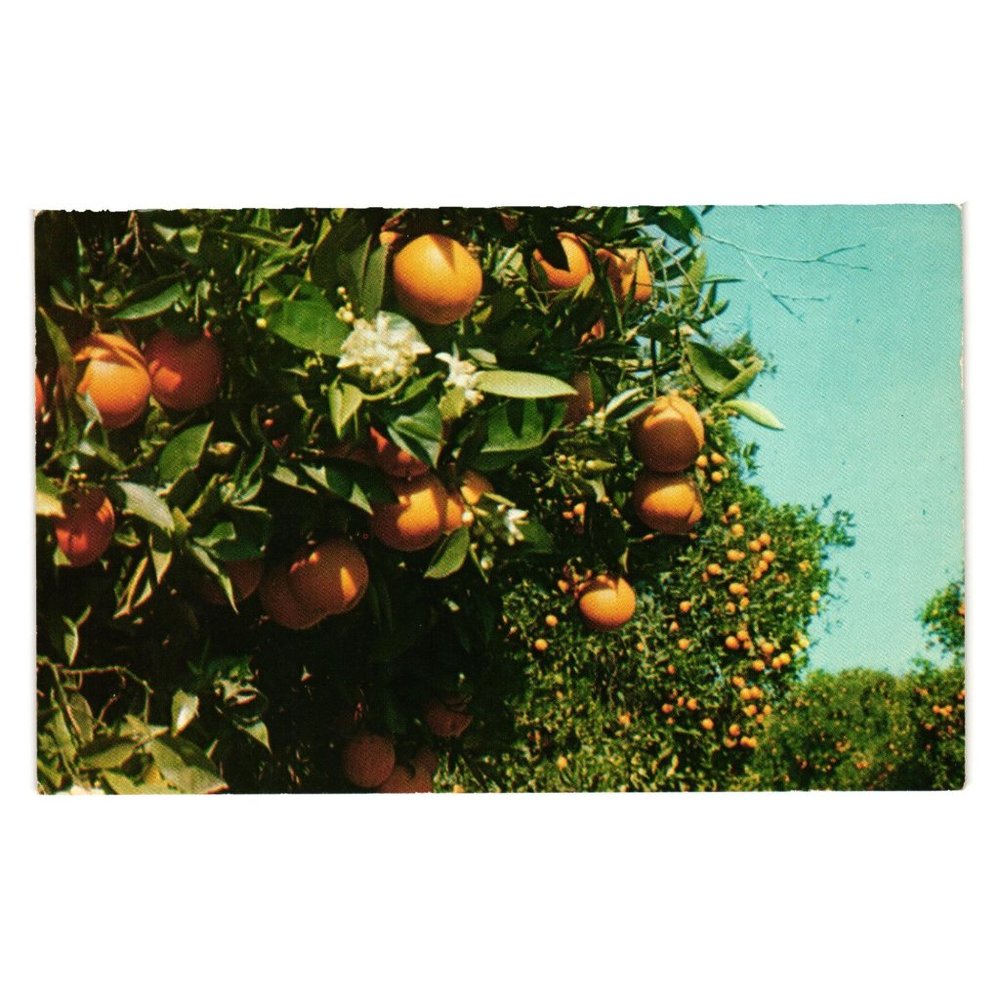 Vintage Postcard Oranges And Blossoms California Fruit Trees Landscape